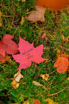 Autumn leaves painted in bright vivid colors on backdrop of seasonal trees. Decorative foliage features handwritten text AUTUMN IS HERE lettering. Warm fall tones, woodland scenery and blurred
