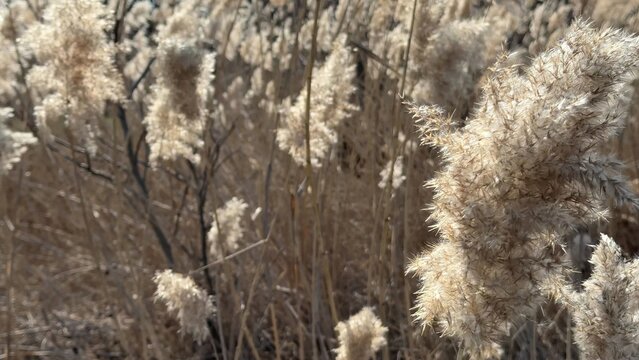 Soft natural light illuminates tall golden grasses swaying gently in a field, evoking a sense of peaceful tranquility and wild beauty, perfect for seasonal or nature themed content