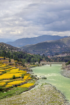 View of terraced golden fields along the Panjkora River with a bridge and mountains in the background in Lower Dir, Khyber Pakhtunkhwa, Pakistan.