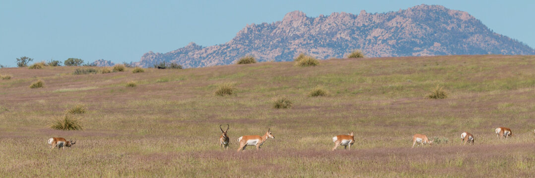 Pronghorn Antelope in Arizona in Summer