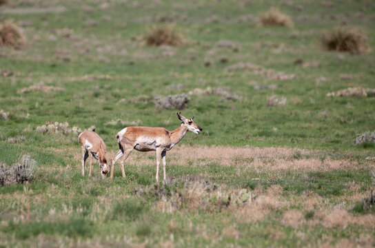 Pronghorn Antelope in Doe and Fawn Arizona in Summer