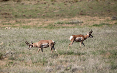Fototapeta premium Pronghorn Antelope in Arizona in Summer