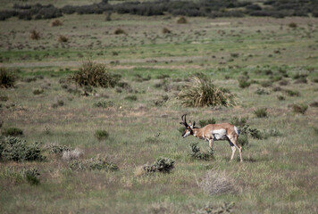 Naklejka premium Pronghorn Antelope Buck in Summer in Arizona