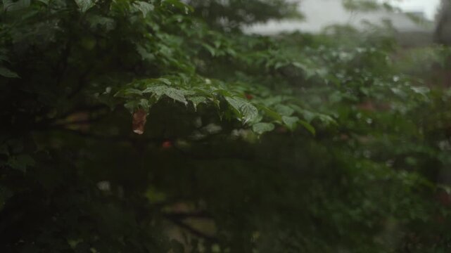 Close‑Up Dogwood Branch in Rainstorm with Relaxing Ambient Audio