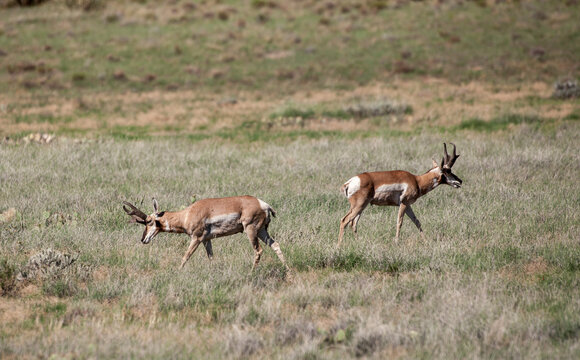 Pronghorn Antelope in Arizona in Summer