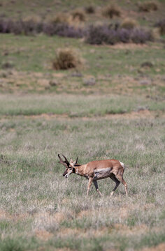 Pronghorn Antelope Buck in Summer in Arizona