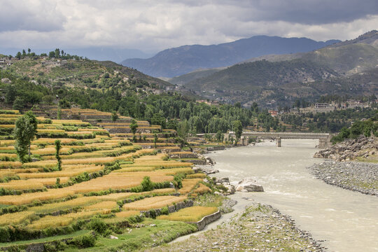 View of terraced golden wheat fields along a river with a bridge and mountains in the background in Lower Dir, Khyber Pakhtunkhwa, Pakistan.