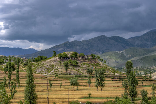 View of terraced wheat fields and scattered trees on a hillside under a dramatic cloudy sky in Lower Dir, Khyber Pakhtunkhwa, Pakistan.