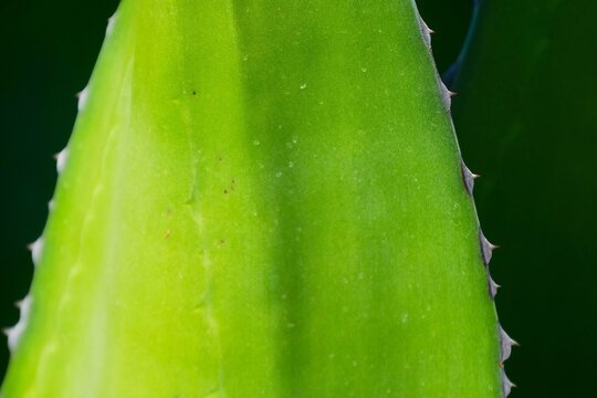 Green agave leaf with thorns on dark background tropical succulent background close macro details