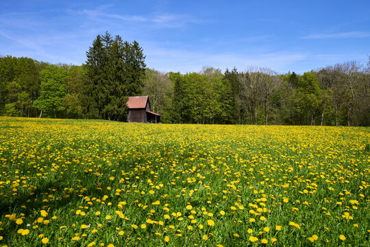 Bl&uuml;hende L&ouml;wenzahnwiese, Taraxacum officinale, Reichenbach im T&auml;le, G&ouml;ppingen, Deutschland