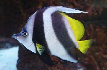 Naklejka premium Moorish Idol fish with bold black-white vertical bands and bright yellow fins swimming in an underwater environment.