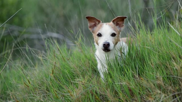 A Jack Russell Terrier dog peeks through meadow grass outdoors. Soft sunset tones and cinematic framing create natural adventure footage mood.