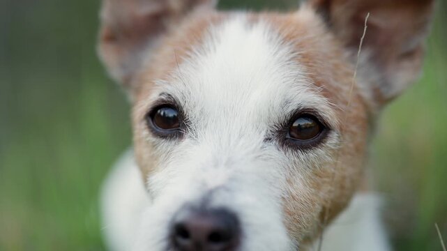 A Jack Russell Terrier dog looks toward camera in close outdoor portrait. Natural green background and soft focus create cinematic pet footage atmosphere.