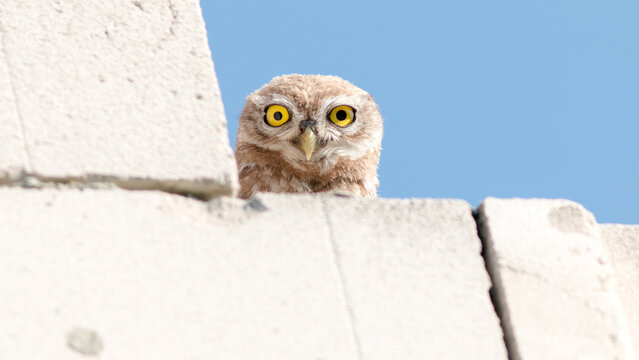 great horned owl