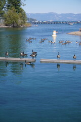 Group of Canada geese resting on wooden beams and swimming in clear blue lake water on a sunny day with distant shoreline mountains and trees. © Christopher