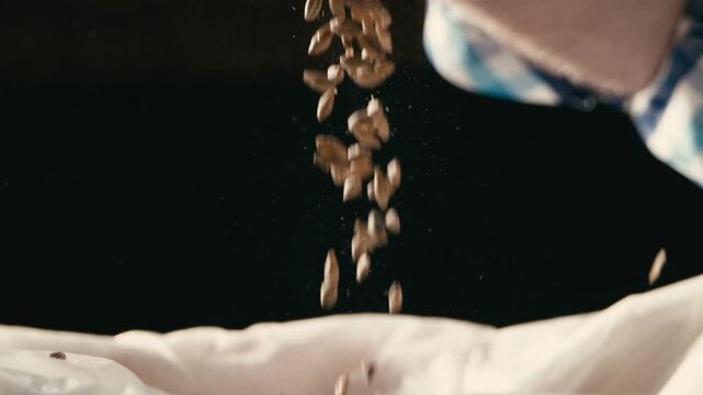 Beer Brewer Inspecting Barley Malt for Beer Production in Slow Motion