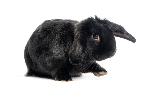 Black lop eared rabbit standing on white background