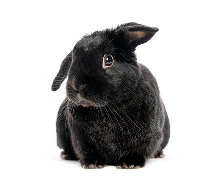 Black dwarf lop rabbit sitting on white background looking away
