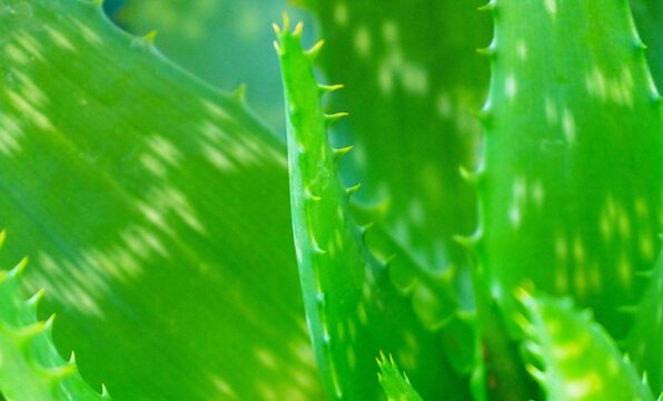 Green agave leaf with thorns on dark background tropical succulent background close macro details