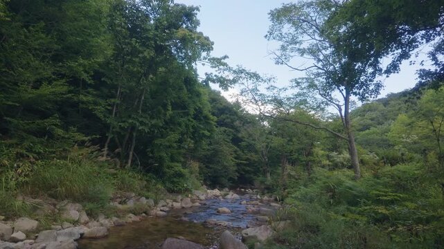 A clear mountain stream winds through dense forest with rocky riverbanks under a soft evening sky in rural Japan.
