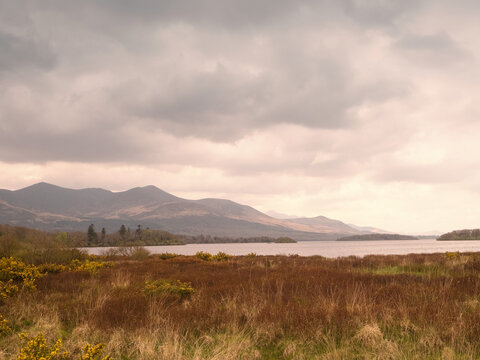 Misty lake surrounded by rolling hills and wild grasses. Gray clouds cast soft light across the scene. Tall reeds and yellow wildflowers line the water's edge. Perfect for travel, nature