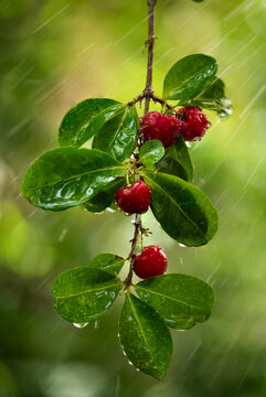 Branch cherry fruits and raining on natural background.