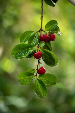 Branch cherry fruits and water drop on natural background.