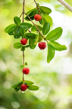 Branch cherry fruits and water drop on natural background.