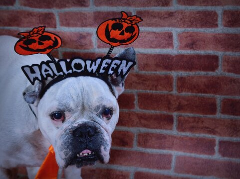 Portrait of french bulldog with Halloween props.