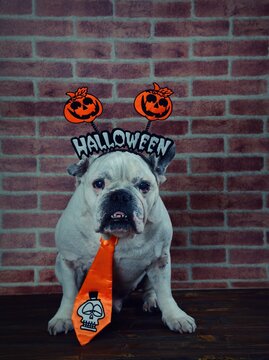 Portrait of french bulldog with Halloween props.