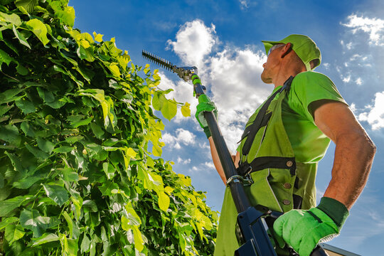 Gardener trimming a tall hedge with a long reach hedge trimmer