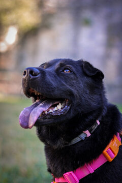 retrato de perro negro con la lengua fuera