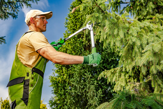Gardener pruning conifer branches with long handled loppers