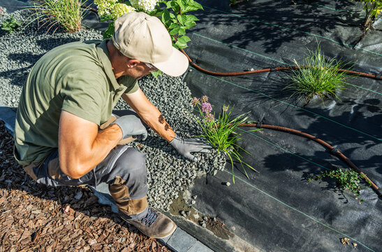 Gardener planting ornamental grass through weed control fabric