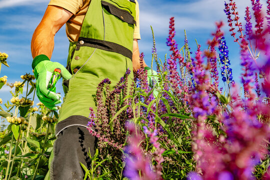 Gardener holding pruning shears beside flowering perennials