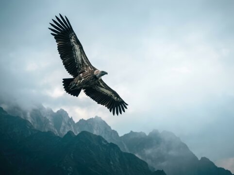 Himalayan vulture soaring high above the rugged misty mountain peaks, representing wild nature, freedom, and majestic wildlife in a vast alpine landscape