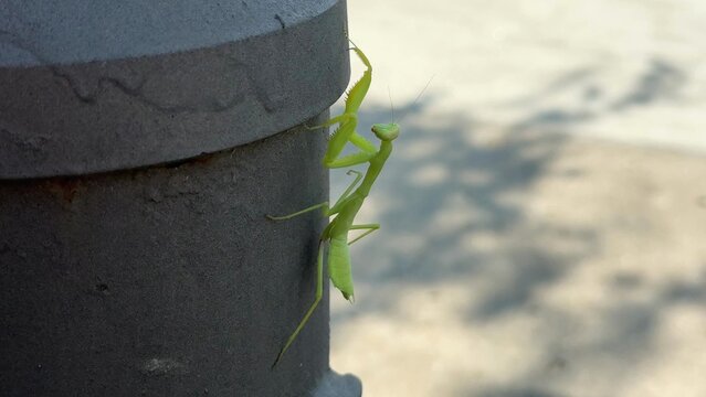 close up of a green praying mantis climbing a gray concrete pillar, natural daylight, outdoor urban setting, macro wildlife photography