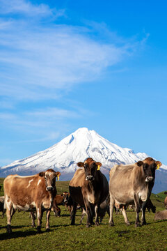 View of brown cows grazing in a green pasture with the snow-capped peak of Mount Taranaki in the background under a clear blue sky in New Plymouth, Taranaki Region, New Zealand.