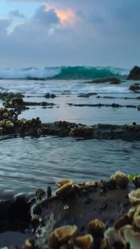 Vertical video: Advancing swell pushing wave crashing over barnacled rock on rocky shore, spraying