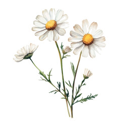 Fototapeta premium Dahlberg Daisy Branch, colorful watercolor painting with bold outlines, isolated on a white background.