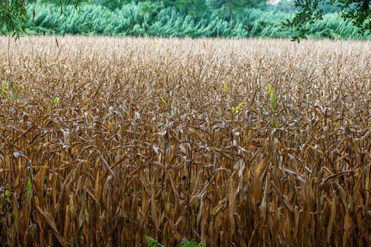 View of a field of dry, mature corn stalks ready for harvest with green foliage in the background in Coimbra, Coimbra District, Portugal.