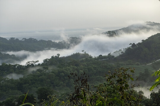 View of the lush, misty jungle landscape with dense green forest canopy and low-hanging clouds rolling over the hills Palenque, Chiapas, Mexico.