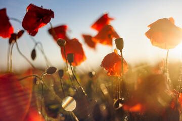 Pole maków o zachodzie słońca - poppies © Radosław Dybała