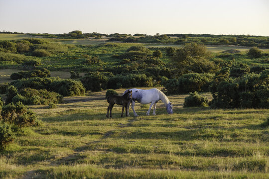 View of a white horse and a dark foal grazing on the grassy landscape of Bodmin Moor during the golden hour in Bodmin, Cornwall, United Kingdom.
