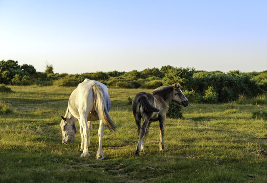 View of two horses grazing in the grassy landscape of Bodmin Moor with gorse bushes under a clear sky in Bodmin, Cornwall, United Kingdom.
