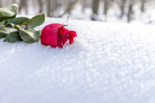 Red rose on snow background
