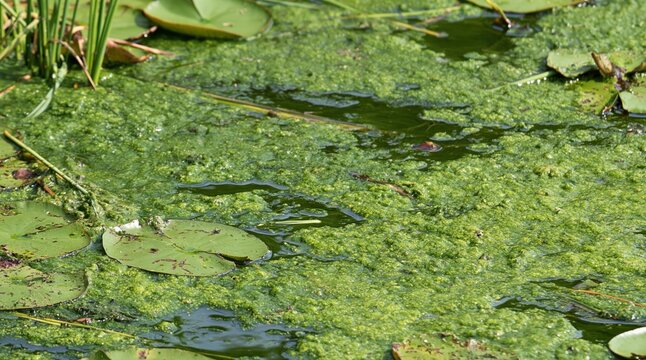 Green algae and water lily pads on pond surface