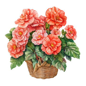 Begonia Bouquet In A Basket, watercolor painting capturing graceful lines and soft blended shades, isolated on a white background.