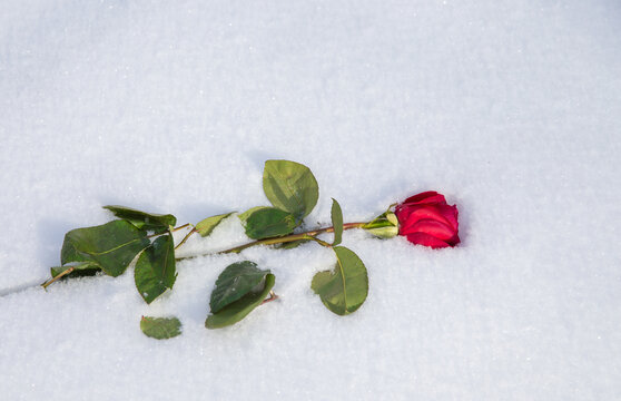 Red rose on snow background