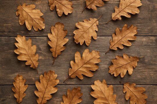 Autumn oak leaves wooden background
